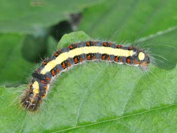  Chenille de Acronicta psi L. - �Philippe Mothiron