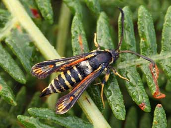 Bembecia psoraleae Bartsch & Bettag adulte - �Daniel Morel