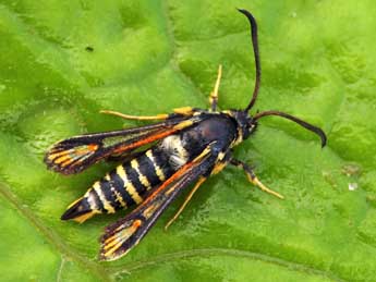 Bembecia psoraleae Bartsch & Bettag adulte - �Daniel Morel