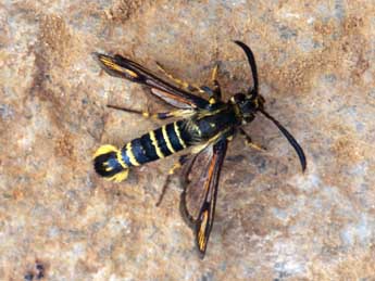 Bembecia psoraleae Bartsch & Bettag adulte - �Daniel Morel