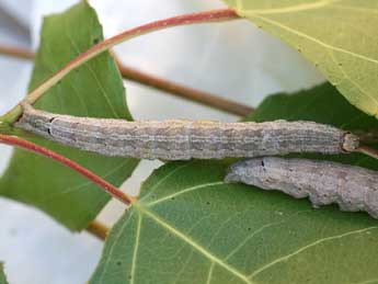  Chenille de Catocala puerpera Giorna - �Emmanuel Ruiz