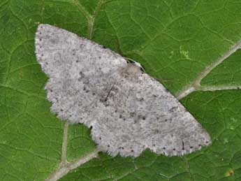 Charissa pullata D. & S. adulte - �Philippe Mothiron