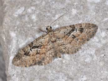 Eupithecia pusillata D. & S. adulte - �Philippe Mothiron