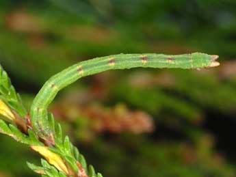  Chenille de Jodis putata L. - �Wolfgang Wagner, www.pyrgus.de