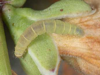  Chenille de Eupithecia pyreneata Mab. - �Wolfgang Wagner, www.pyrgus.de