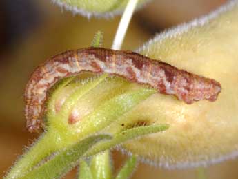  Chenille de Eupithecia pyreneata Mab. - �Wolfgang Wagner, www.pyrgus.de