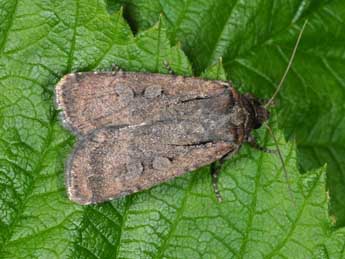 Spaelotis ravida D. & S. adulte - �Wolfgang Wagner, www.pyrgus.de