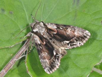 Hyppa rectilinea Esp. adulte - �Philippe Mothiron