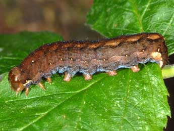  Chenille de Hyppa rectilinea Esp. - �Wolfgang Wagner, www.pyrgus.de