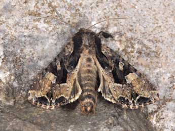 Apamea remissa Hb. adulte - �Philippe Mothiron