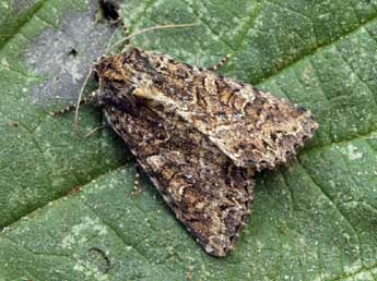 Apamea remissa Hb. adulte - �Daniel Morel