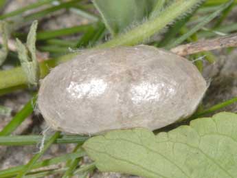  Chrysalide de Zygaena rhadamanthus Esp. - �Wolfgang Wagner, www.pyrgus.de