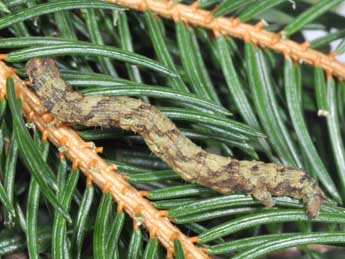  Chenille de Deileptenia ribeata Cl. - �Philippe Mothiron