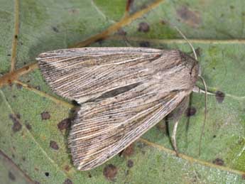 Mythimna riparia Rbr adulte - �Philippe Mothiron