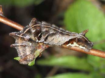  Chenille de Neptis rivularis Scop. - �Wolfgang Wagner, www.pyrgus.de
