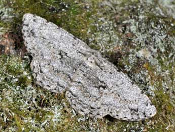 Hypomecis roboraria D. & S. adulte - �Philippe Mothiron