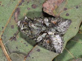 Dryobotodes roboris Gey. adulte - �Philippe Mothiron