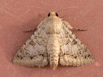 Pandesma robusta Wlk. adulte - �Emmanuel Ruiz