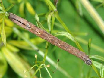  Chenille de Catarhoe rubidata D. & S. - �Philippe Mothiron