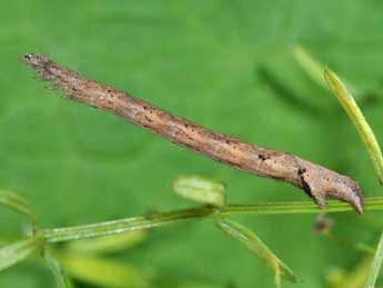  Chenille de Catarhoe rubidata D. & S. - �Philippe Mothiron