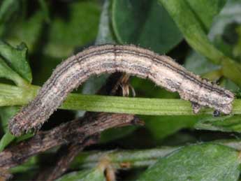  Chenille de Idaea rufaria Hb. - �Wolfgang Wagner, www.pyrgus.de