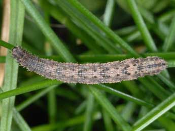  Chenille de Idaea rufaria Hb. - �Wolfgang Wagner, www.pyrgus.de