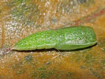  Chrysalide de Cyclophora ruficiliaria H.-S. - �Jean-Paul Coat