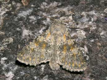 Polymixis rufocincta Gey. adulte - �Jean-Pierre Lamoline