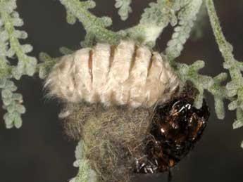 Orgyia rupestris Rbr adulte - �Wolfgang Wagner, www.pyrgus.de