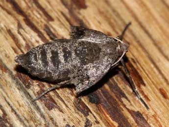 Theria rupicapraria D. & S. adulte - �Jean-Paul Coat