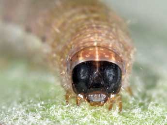  Chenille de Spudaea ruticilla Esp. - �Philippe Mothiron