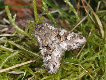 Pachetra sagittigera Hfn. adulte - �Philippe Mothiron