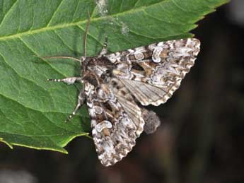 Pachetra sagittigera Hfn. adulte - �Philippe Mothiron