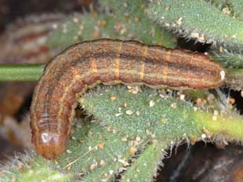  Chenille de Hadena sancta protai Berio - �Wolfgang Wagner, www.pyrgus.de