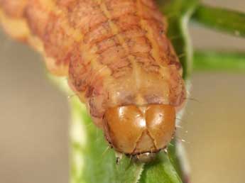  Chenille de Hadena sancta protai Berio - �Wolfgang Wagner, www.pyrgus.de