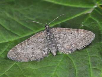 Eupithecia satyrata Hb. adulte - �Philippe Mothiron