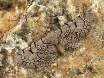 Eupithecia schiefereri Bohatsch adulte - �Daniel Morel