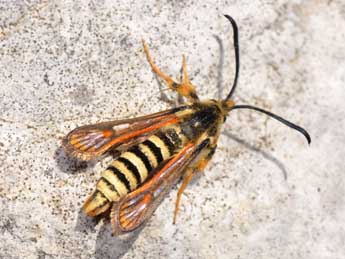 Bembecia scopigera Scop. adulte - �Philippe Mothiron