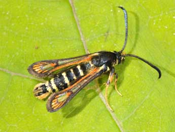 Bembecia scopigera Scop. adulte - �Philippe Mothiron