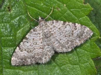 Camptogramma scripturata Hb. adulte - �Philippe Mothiron