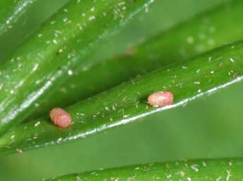  Oeuf de Peribatodes secundaria D. & S. - �Philippe Mothiron