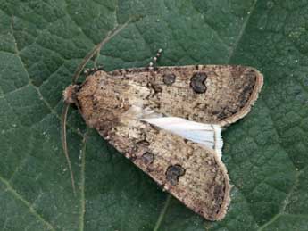 Agrotis segetum D. & S. adulte - �Daniel Morel
