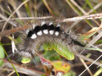  Chenille de Gynaephora selenitica Esp. - �Wolfgang Wagner, www.pyrgus.de