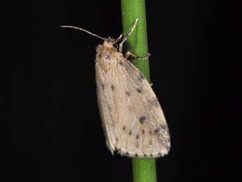 Thumatha senex Hb. adulte - �Philippe Mothiron