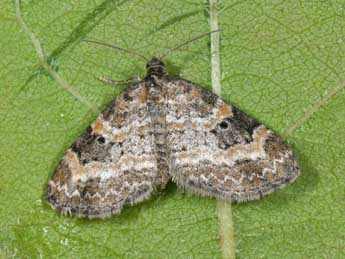 Pterapherapteryx sexalata Retz. adulte - �Philippe Mothiron