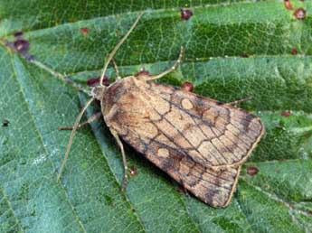 Xestia sexstrigata Hw. adulte - �Daniel Morel