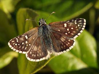 Pyrgus sidae Esp. adulte - �Daniel Morel