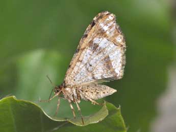 Macaria signaria Hb. adulte - �Philippe Mothiron