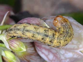  Chenille de Hadena silenes Hb. - �Wolfgang Wagner, www.pyrgus.de