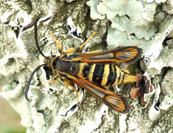 Bembecia astragali J. Joan. adulte - �Daniel Morel